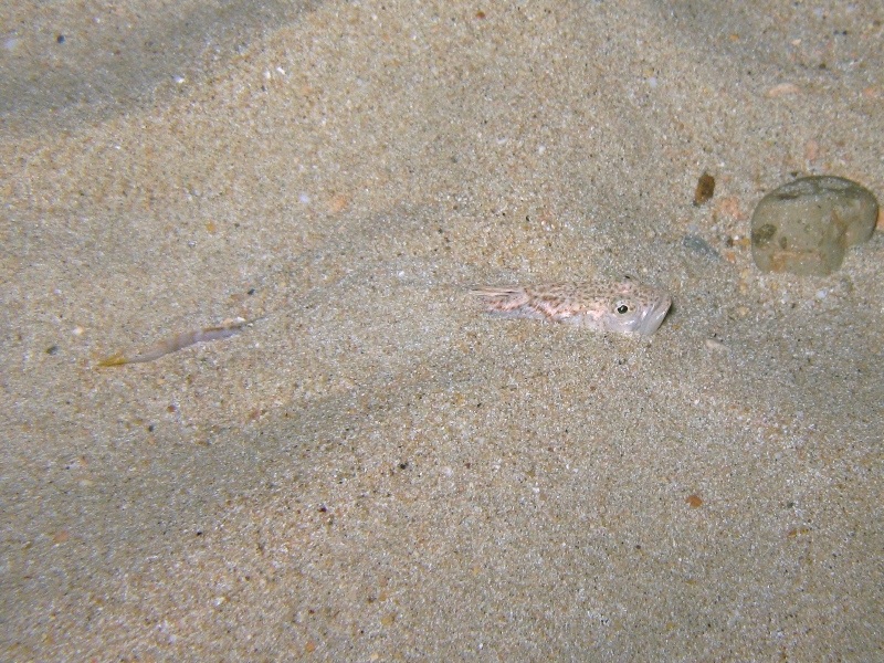 Echiichthys vipera (Cuvier, 1829)